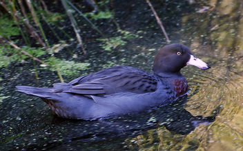 Blue duck/whio. (Hymenolaimus malacorhynchos) - бесплатный image #450623