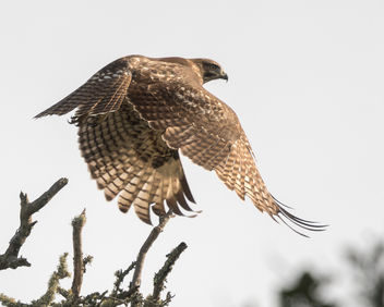 Red-tailed Hawk - image gratuit #450893 