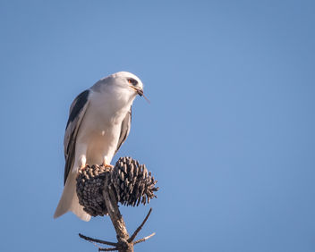 White-tailed Kite eating mouse - image gratuit #451023 