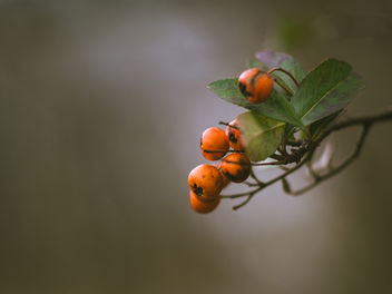Winter berries - Free image #451293