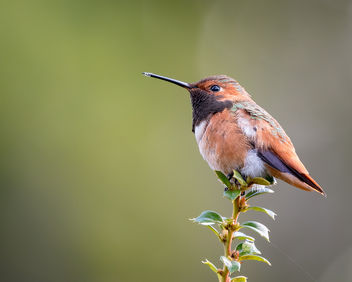Allen's Hummingbird (m) - Free image #451373