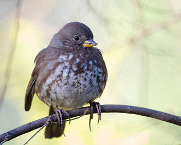 Fox Sparrow (Sooty) - image #451543 gratis