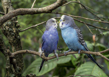 Love Birds - Kostenloses image #451593