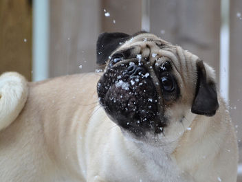 Silly Boo Lefou Trying To Catch Snowflakes - image #451683 gratis