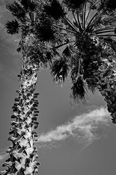 Palm trees - image gratuit #451723 