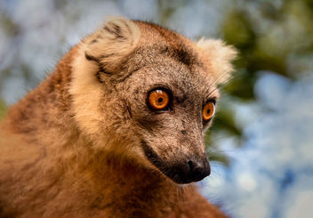 Brown Lemur - image gratuit #451823 