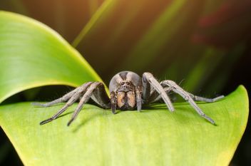 Thailand Spider. #animal #spider #Thailand - бесплатный image #451873