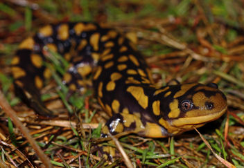 Eastern Tiger Salamander (Ambystoma tigrinum) - image #451983 gratis
