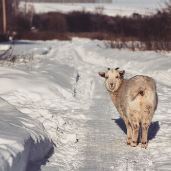 Cute goat on winter road - Free image #452273