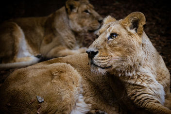 Indian Lions - Free image #452313