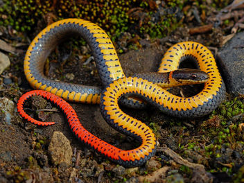 Praire Ringneck Snake (Diadophis punctatus arnyi) - image gratuit #452333 