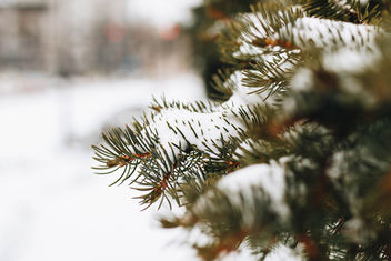 Close up of a pine tree covered with snow. Blurry background. - Kostenloses image #452343