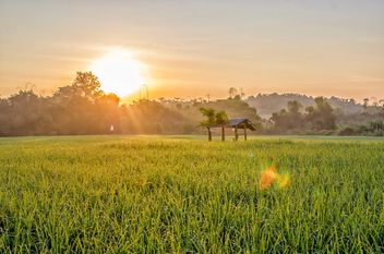 #sunrise on fields rice, #travel, #chiang mai, #thailand - Free image #452423