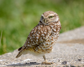 Burrowing Owl - image #452633 gratis