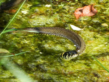 Grass snake (Natrix natrix) - бесплатный image #452853