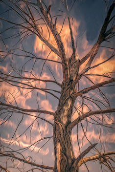 Naked tree and the clouds - Kostenloses image #452863