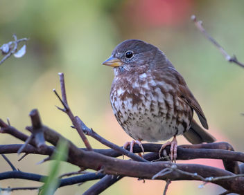 Fox Sparrow (Sooty) - бесплатный image #453013