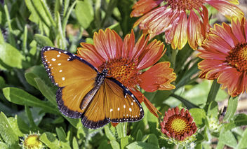 Queen Butterfly - image gratuit #453123 