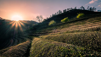 Boseong Green Tea Field - South Korea - Travel photography - Free image #453293