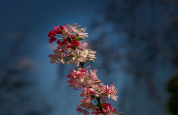 beautiful spring flowers - image #453393 gratis