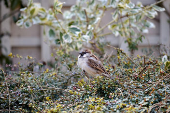 Sparrow - Kostenloses image #453413
