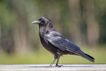 American Crow - Kostenloses image #453473