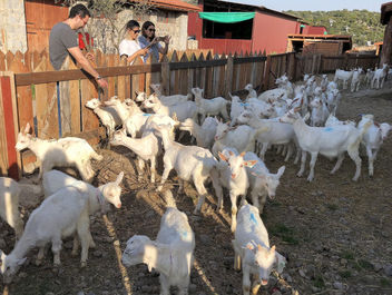 Turkey (Balikesir, Dikili) BabyGoat farm - image gratuit #453553 