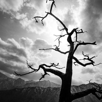 The Tree - Seoraksan, South Korea - Black and white photography - Kostenloses image #453563