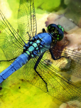 Dragonfly close up - image #453903 gratis
