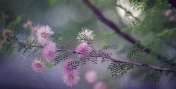 Mimosa Borealis - Kostenloses image #454003
