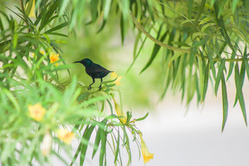 Some insanely black bird - image #454053 gratis