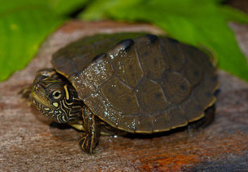 Ouachita Map Turtle (Graptemys ouachitensis) - image gratuit #454193 
