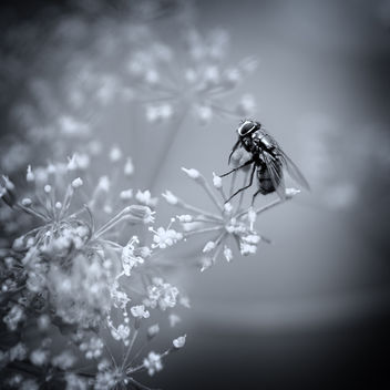Little Fly Visiting Umbellifer - Kostenloses image #454233