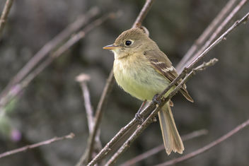 Pacific-slope Flycatcher - Kostenloses image #454293