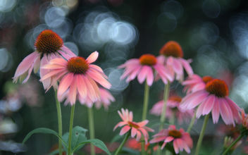 In My Garden - Coneflowers Color Version - Kostenloses image #454543