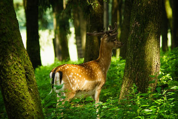 A male deer - image #454663 gratis