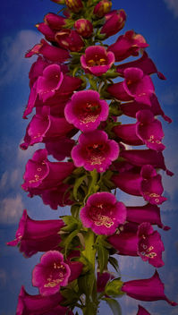 Beautiful foxglove - Kostenloses image #454713