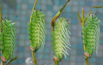 Attacus atlas L6 caterpillars - image gratuit #454763 