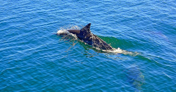 Dolphins on the way to Coronado Island - Free image #454833