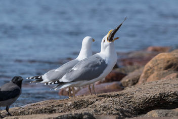 Herring gull dinner - бесплатный image #454863