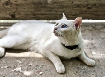 White (Clara) - A cat with a green and a blue eye - image gratuit #455223 