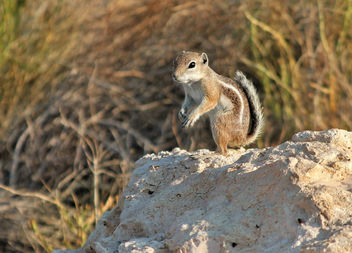 Antelope squirrel - image gratuit #455303 