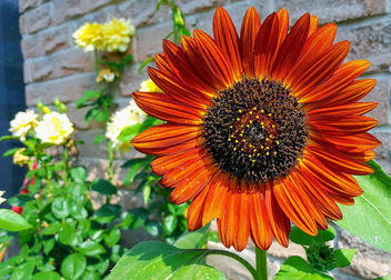 Earthwalker Sunflower - image gratuit #455323 