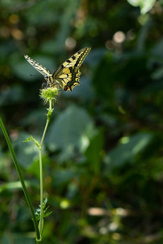 My first butterfly ! - бесплатный image #455353