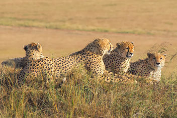 Male Cheetahs, Maasai Mara - Kostenloses image #455573