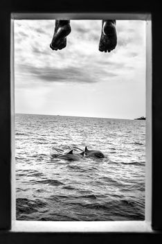 Dolphin watching - Maldives - Black and white photography - бесплатный image #455643