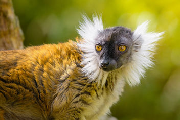 Lemur - Free image #455683