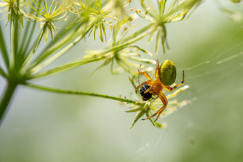 Dinner is ready - Hungry spider - image gratuit #455753 