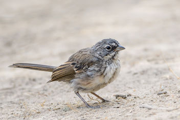Bell's Sparrow - Kostenloses image #455923