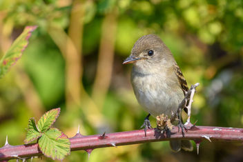 Willow Flycatcher - Free image #456053